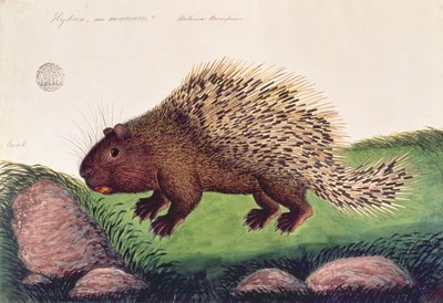 Dammai Batoo, aus Zeichnungen von Tieren, Insekten und Reptilien aus Malakka, ca. 1805-18 von Chinese School
